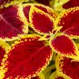 Colorful Plectranthus Coleus 100 PCS Seeds