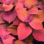 Colorful Plectranthus Coleus 100 PCS Seeds