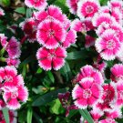 Colorful Pink Dianthus Chinensis Flower Garden 50 PCS Seeds Colorful Pink Dianthus Chinensis Flower Garden 50 PCS Seeds