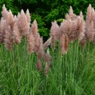 Colorful Pampas Grass Cortaderia are Very Beautiful Garden Plants 1000 PCS Seeds Colorful Pampas Grass Cortaderia are Very Beautiful Garden Plants 1000 PCS Seeds
