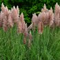 Colorful Pampas Grass Cortaderia are Very Beautiful Garden Plants 1000 PCS Seeds