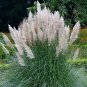 Colorful Pampas Grass Cortaderia are Very Beautiful Garden Plants 1000 PCS Seeds