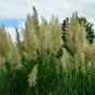 Colorful Pampas Grass Cortaderia are Very Beautiful Garden Plants 1000 PCS Seeds