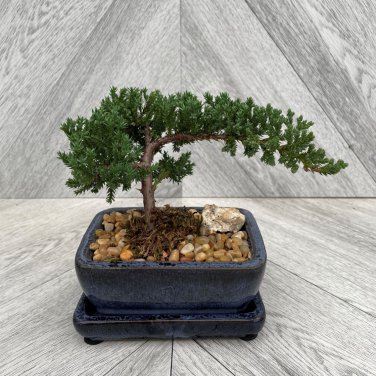 Colorful Japanese Juniper Mixed 100 PCS Seeds