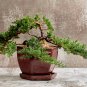 Colorful Japanese Juniper Mixed 100 PCS Seeds