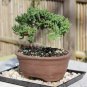 Colorful Japanese Juniper Mixed 100 PCS Seeds