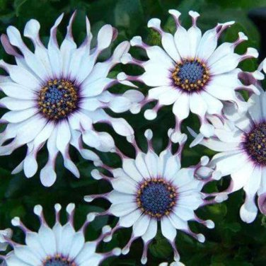Colorful Osteospermum 100 PCS Seeds