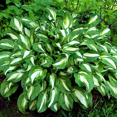 Colorful Hosta 100 PCS Seeds