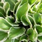 Colorful Hosta 100 PCS Seeds