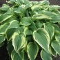 Colorful Hosta 100 PCS Seeds