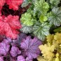 Colorful Heuchera Bonsai Potted Coral Bell Flower Plants 200 PCS Seeds