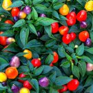 Colorful Ornamental Pepper Mini Bubble Rainbow Garden 20 PCS Seeds Colorful Ornamental Pepper Mini Bubble Rainbow Garden 20 PCS Seeds