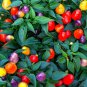 Colorful Ornamental Pepper Mini Bubble Rainbow Garden 20 PCS Seeds
