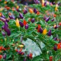 Colorful Ornamental Pepper Mini Bubble Rainbow Garden 20 PCS Seeds