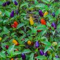 Colorful Ornamental Pepper Mini Bubble Rainbow Garden 20 PCS Seeds
