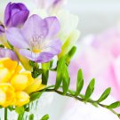 Colorful Freesia True Fragrant Gorgeous Freesia seedsplants Flowers 5 PCS Seeds