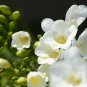Colorful Freesia True Fragrant Gorgeous Freesia seedsplants Flowers 5 PCS Seeds