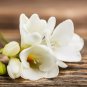 Colorful Freesia True Fragrant Gorgeous Freesia seedsplants Flowers 5 PCS Seeds