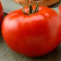 Colorful F2 Big Tomato 30 PCS Seeds