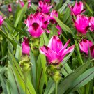 Colorful New Arrival Curcuma Bonsai Flower Plants Rarest 200 PCS Seeds