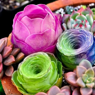 Colorful Echereria Mixed 100 PCS Seeds