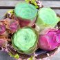 Colorful Echereria Mixed 100 PCS Seeds
