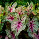 Colorful Caladium Dwarf Bonsai Plant Burnt Rose Elephant Ear 200 PCS Seeds Colorful Caladium Dwarf Bonsai Plant Burnt Rose Elephant Ear 200 PCS Seeds