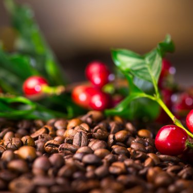Colorful Coffee Bean Plants 10 PCS Seeds