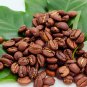 Colorful Coffee Bean Plants 10 PCS Seeds