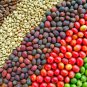 Colorful Coffee Bean Plants 10 PCS Seeds