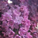 Colorful Bonsai Lilac Plant Japanese Lilac 50 PCS Seeds
