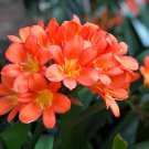Colorful Clivia Miniata Bonsai Indoor Gorgeous Bush Lily Flower 100 PCS Seeds