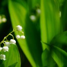 Colorful Bell Orchid Lily of The Valley Perennia Flower 50 PCS Seeds