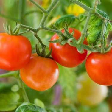 'Colorful Cherry' Indeterminate Tomato Organic 300 PCS Seeds
