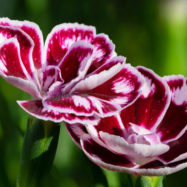 Colorful Carnations Dianthus Caryophyllus Cut Flowers 100 PCS Seeds
