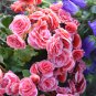 Colorful Begonia Bonsai 100 PCS Seeds