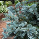 Colorado Blue Spruce Tree Picea pungens Fir Plant 30 PCS Seeds Colorado Blue Spruce Tree Picea pungens Fir Plant 30 PCS Seeds