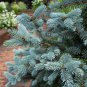 Colorado Blue Spruce Tree Picea pungens Fir Plant 30 PCS Seeds
