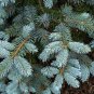 Colorado Blue Spruce Tree Picea pungens Fir Plant 30 PCS Seeds