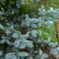 Colorado Blue Spruce Tree Picea pungens Fir Plant 30 PCS Seeds