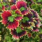 Coleus Blumei 100 PCS Seeds