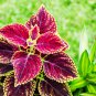 Coleus Blumei 100 PCS Seeds