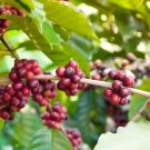 Coffee Bean ARABICA COFFEE Plant (Coffea Catura Arabica) 10 PCS Seeds Coffee Bean ARABICA COFFEE Plant (Coffea Catura Arabica) 10 PCS Seeds