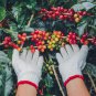 Coffee Bean ARABICA COFFEE Plant (Coffea Catura Arabica) 10 PCS Seeds