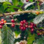 Coffee Bean ARABICA COFFEE Plant (Coffea Catura Arabica) 10 PCS Seeds