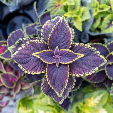 Coleus Rainbow Colorful Dragon Ornamental Herb Plants 100 PCS Seeds