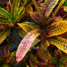 Codiaeum variegatum 100 PCS Seeds Codiaeum variegatum 100 PCS Seeds