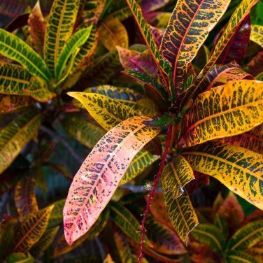 Codiaeum variegatum 100 PCS Seeds