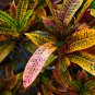 Codiaeum variegatum 100 PCS Seeds