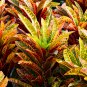 Codiaeum variegatum 100 PCS Seeds